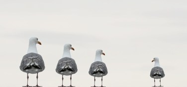 gulls-2662550_640