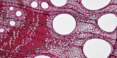 Lignin in an oak tree. Building block of plants