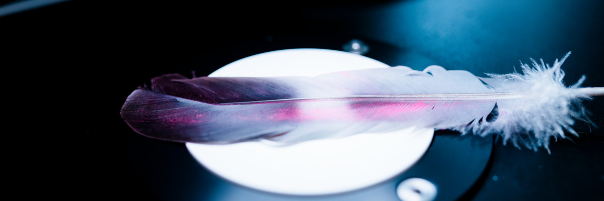 A purple and white feather sits on a white light.